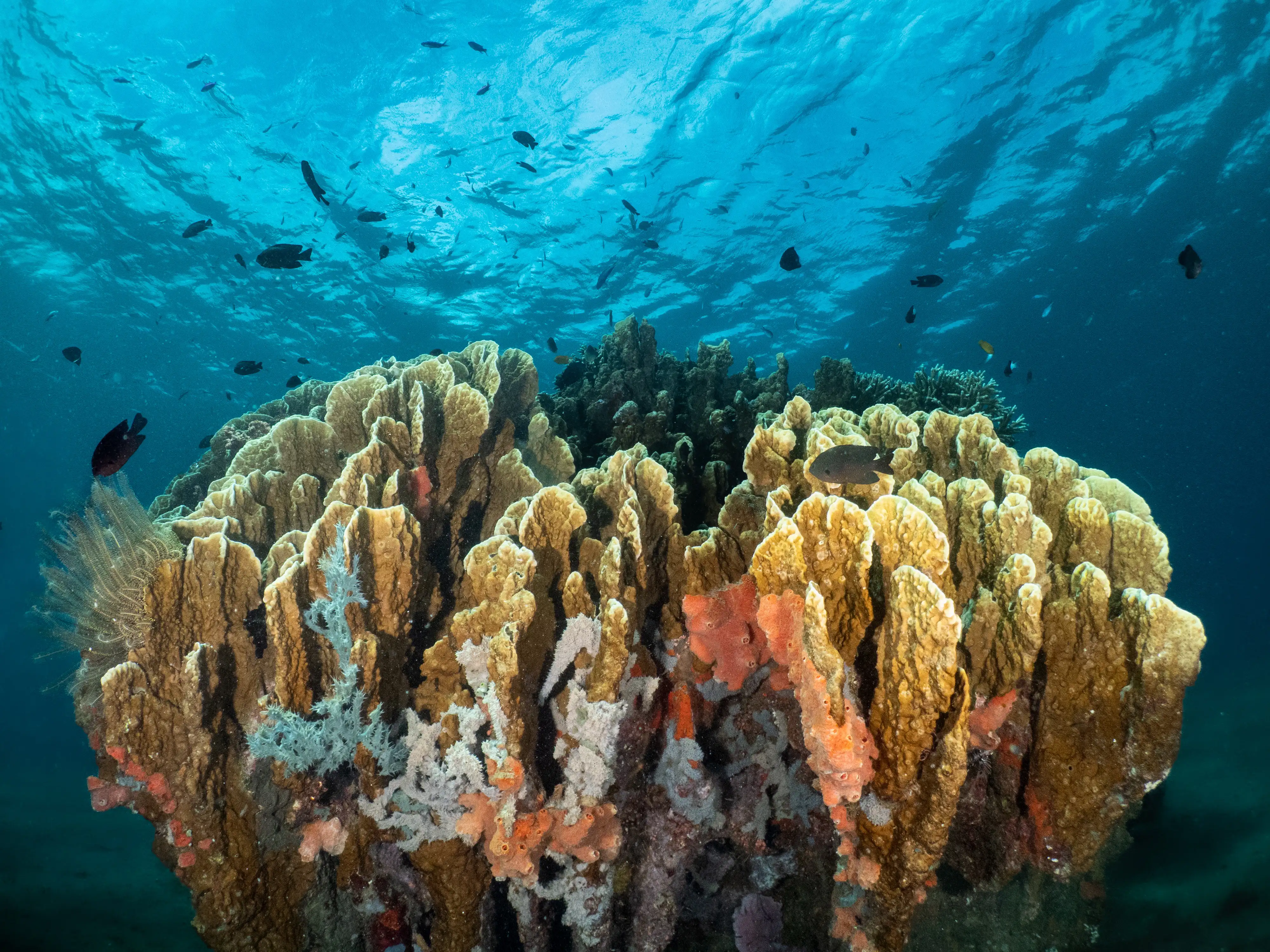 Fire coral - La Tortue Hoursereef - 5m